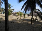 36536-547_palmtrees