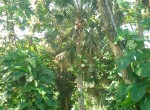 82704-1177_5landwithtropicalvegetationandpalmslandforsaledominicanrepublicrealestatedominicanrepubliccustom