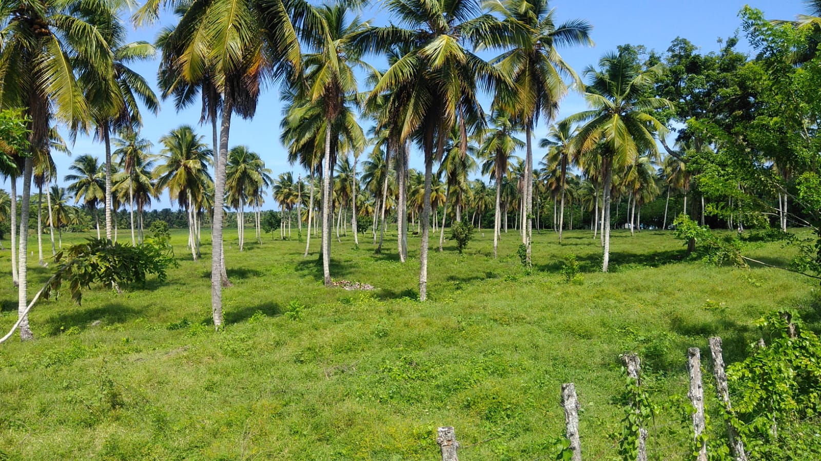 Unique Opportunity Land starting at $125 x m2 near Las Terrenas for Sale - photo 1
