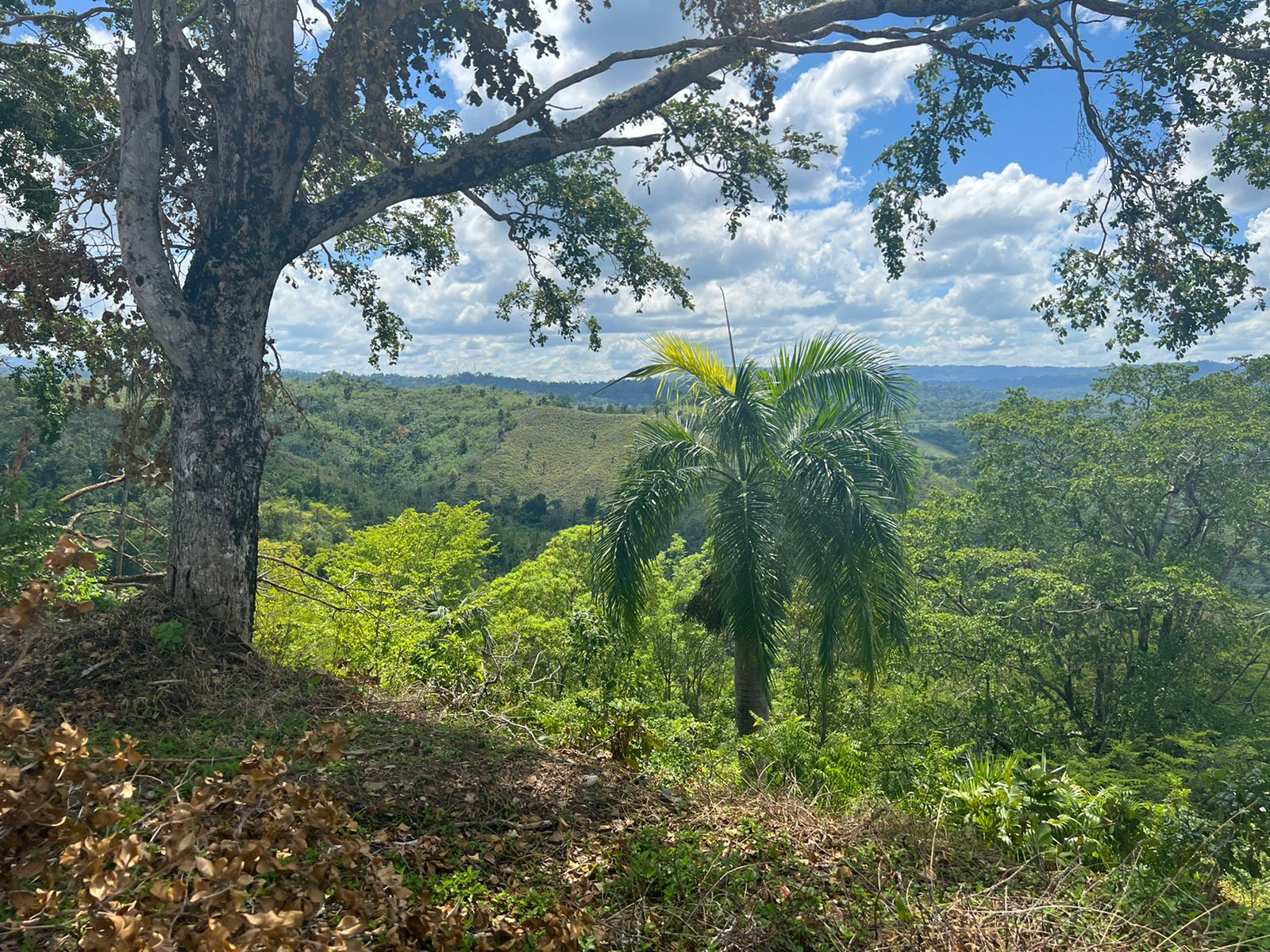 Lots with incomparable ocean view in Gaspar Hernandez for Sale - photo 3