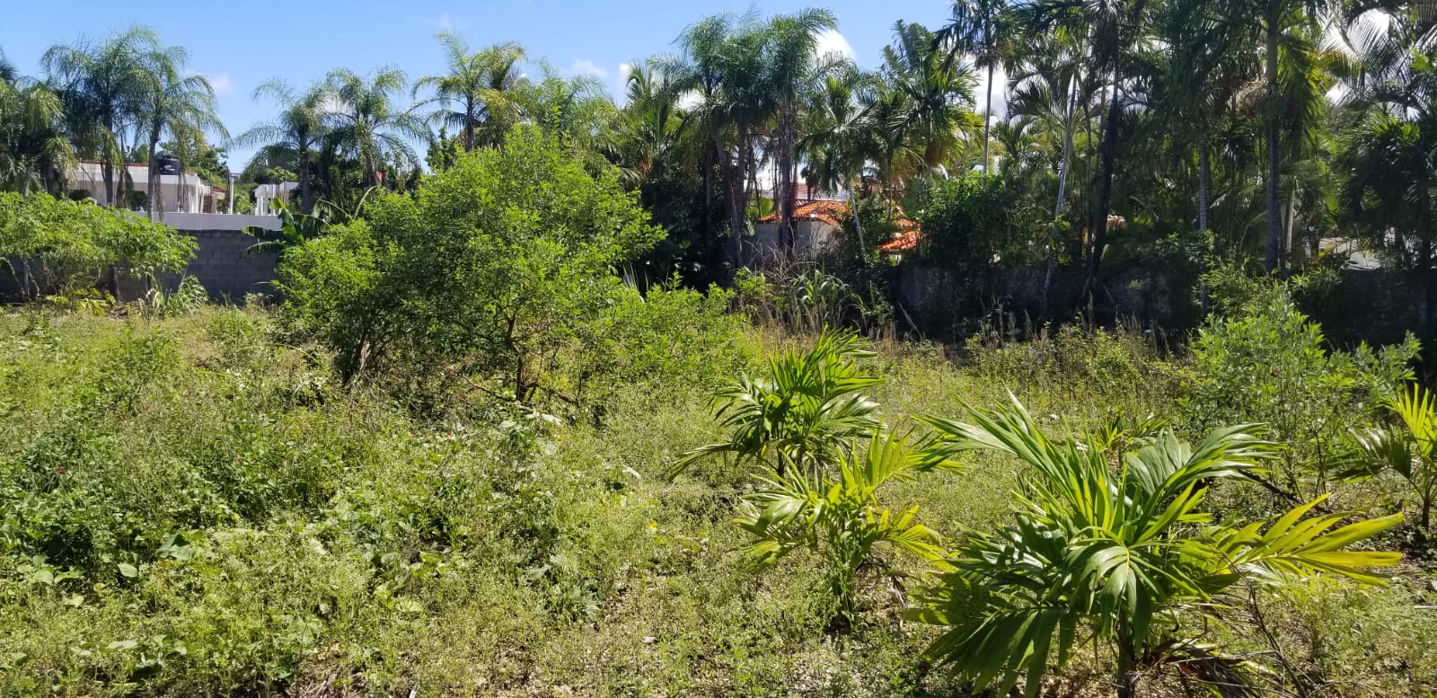 Exclusive Lot in Downtown Sosua for Sale - photo 6