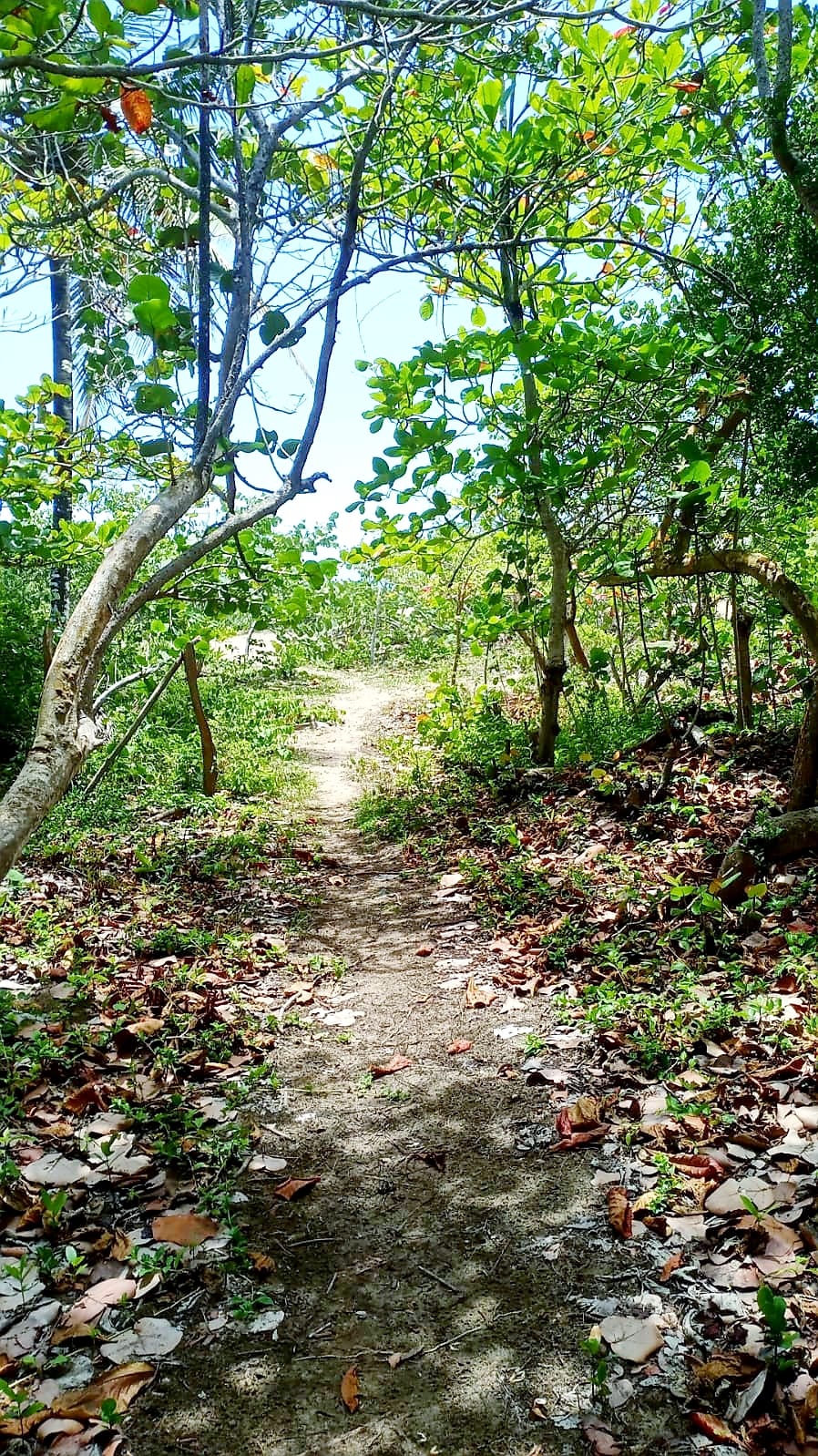 First line! new price! Beachfront land in Las Canas For Sale - photo 3