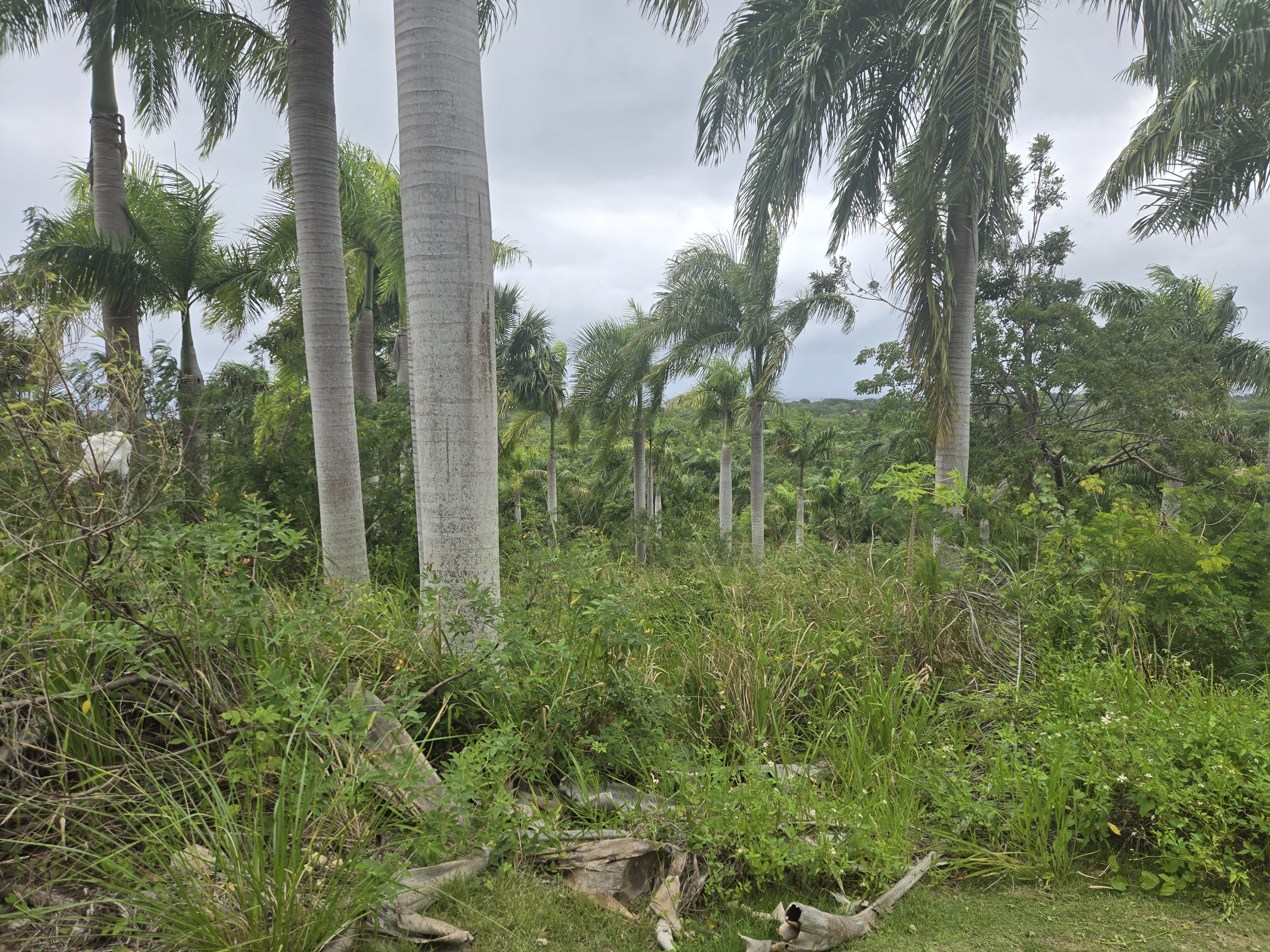 Large lot with panoramic views for Sale Large lot panoramic views - photo 4