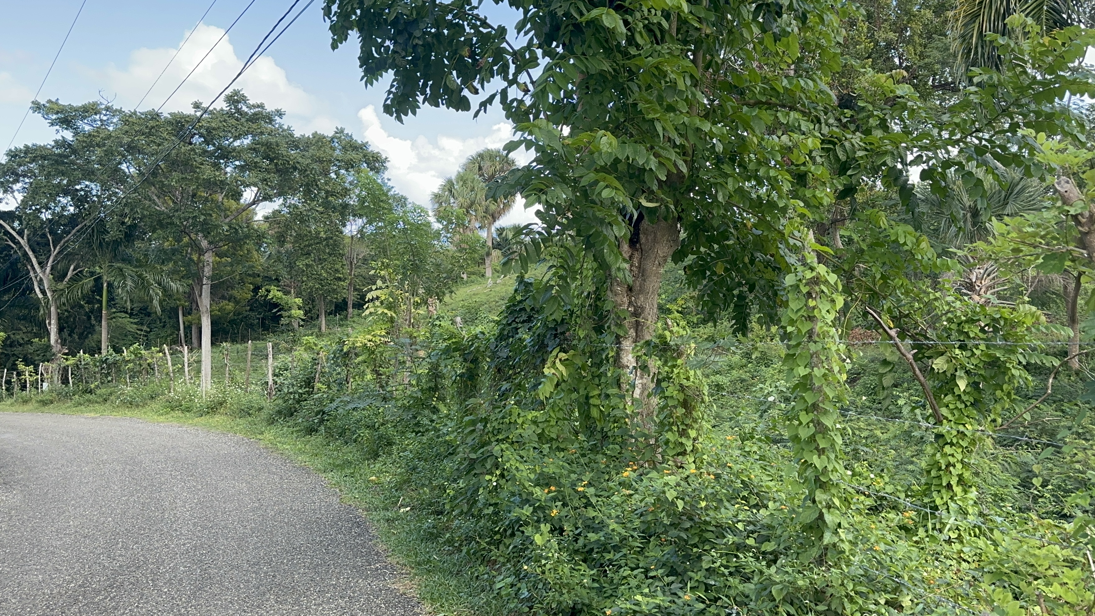 Beautiful Large plot  with amazing  ocean view on the hills of Sosua  for sale - photo 5
