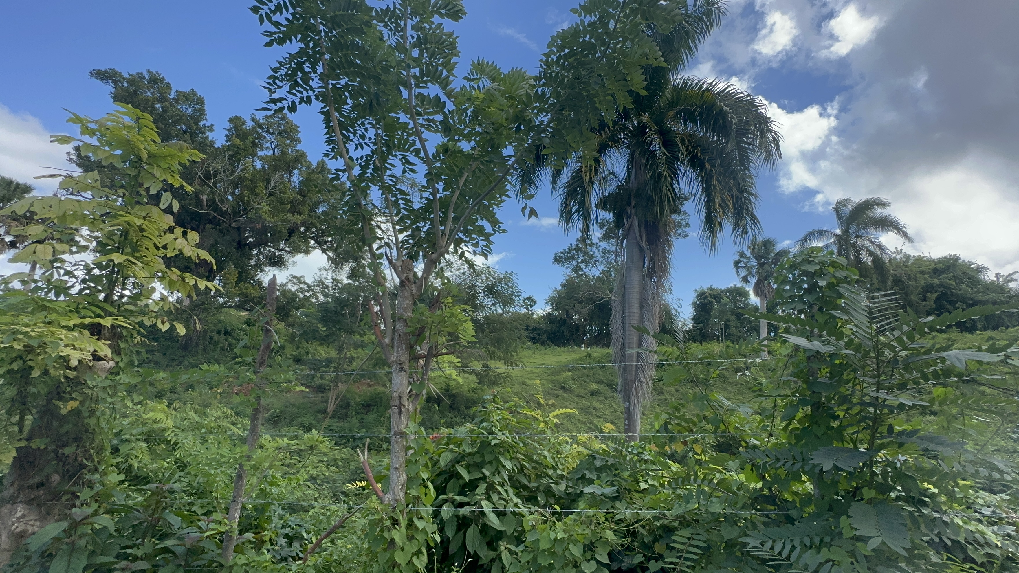 Beautiful Large plot  with amazing  ocean view on the hills of Sosua  for sale - photo 4